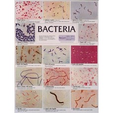 Chart, Bacteria