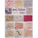 Chart, Bacteria