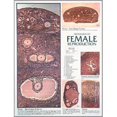 Chart,Female Reproductive System