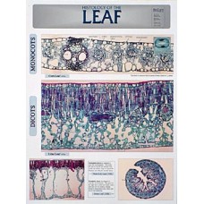 Chart, Leaf Histology
