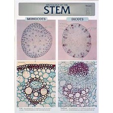 Chart, Stem Histology