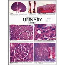 Chart, Urinary System histology