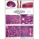 Chart, Urinary System histology