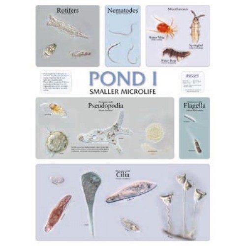 Pond Life Chart