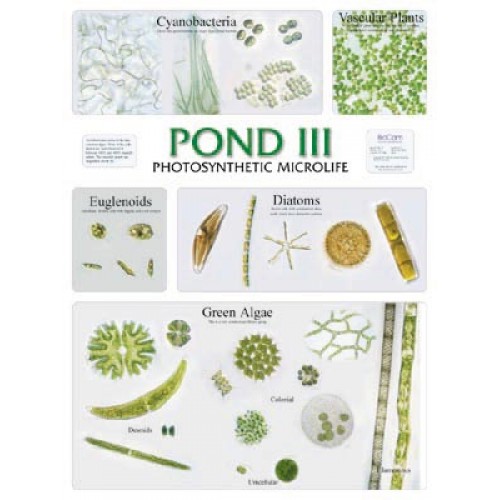 Pond Life Chart