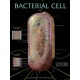 Chart, Bacterial Cell