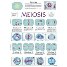 Chart, Meiosis