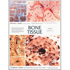 Chart, Bone Tissue