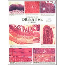 Chart,Digestive System