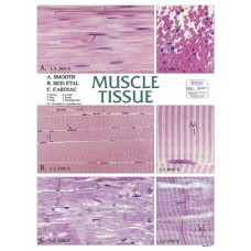 Chart, Muscle Tissue