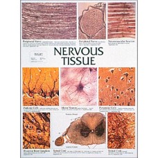 Chart, Nervous Tissue