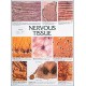 Chart, Nervous Tissue