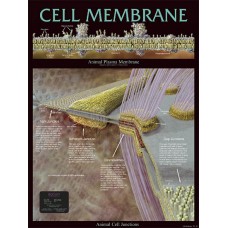 Chart, Cell Membrane