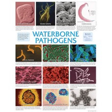 Chart, Waterborne Pathogens
