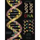 Chart, DNA