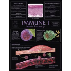 Chart, Immune I, Innate Immunity