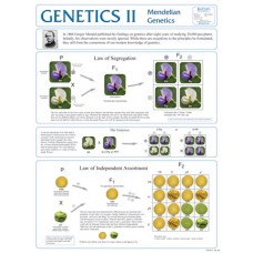 Chart, Genetics II, Mendelian Genetics
