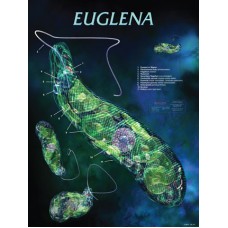 Chart, Euglena