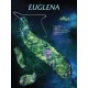Chart, Euglena