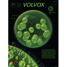 Chart, Volvox