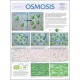 Chart, Osmosis