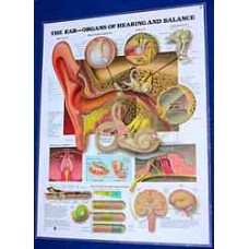 Anatomical Chart, Ear