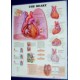 Anatomical Chart, Kidney