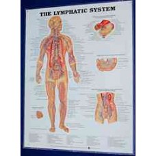 Anatomical Chart, Lymphatic System