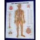 Anatomical Chart, Nervous System