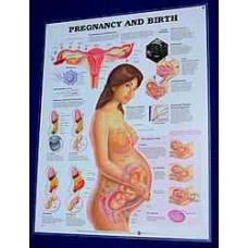 Anatomical Chart, Pregnancy & Birth