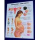 Anatomical Chart, Pregnancy & Birth