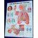 Anatomical Chart, Respiratory System