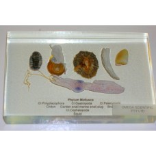 Animal Kingdom Specimens, Mollusca, plastic block mounted 