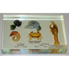 Animal Kingdom Specimens, Arthropoda, Crustacea, plastic block mounted 