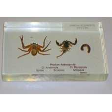 Animal Kingdom Specimens, Arthropoda, Arachnida, plastic block mounted 
