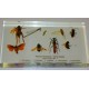 Animal Kingdom Specimens, Arthropoda, Hexapoda, plastic block mounted 