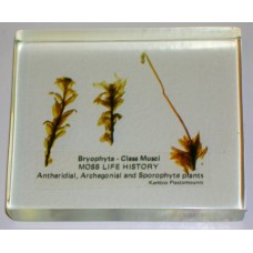 Plant Kingdom Specimens, Moss life cycle, plastic block mounted