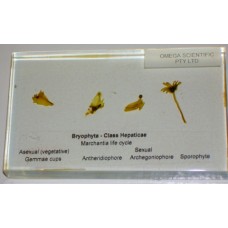 Plant Kingdom Specimens, Marchantia