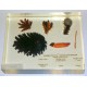 Plant Kingdom Specimens, Pinus life cycle, plastic block mounted