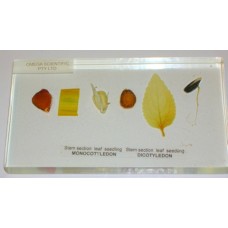 Plant Kingdom Specimens, Monocot- Dicot comparisons, plastic block mounted