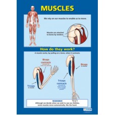 CHART, Muscles