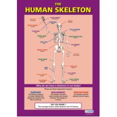 CHART, The Human Skeleton