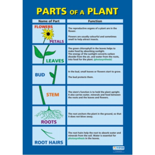 Parts Of The Plant Chart