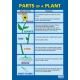 CHART, Parts of a Plant