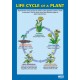 CHART, Life Cycle of a Plant