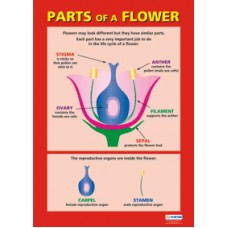 CHART, Parts of a Flower